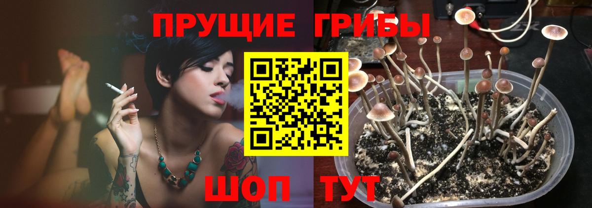 Псилоцибиновые грибы Cubensis Сургут